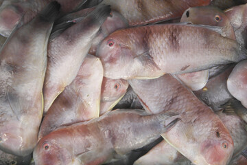 Many raw razorfish close up as background