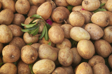 Many fresh sapota or chikoo fruits as background	