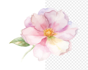 Fototapeta premium Watercolor Rockrose Flower Painting, Mediterranean Botanical Art, vector illustration isolated on white background