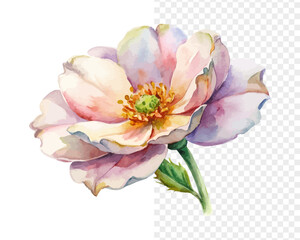 Obraz premium Watercolor Rockrose Flower Painting, Mediterranean Botanical Art, vector illustration isolated on white background