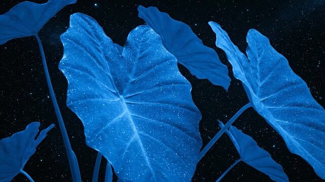 Large, blue taro leaves in cosmic setting. Stars shine through. Contrast between plant and space