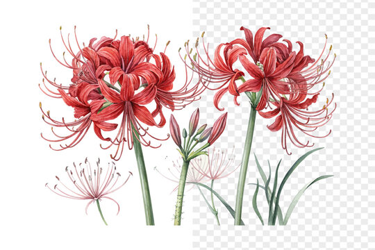Red Spider Lily Watercolor Bloom, Lycoris Radiata Botanical Illustration Isolated on White
