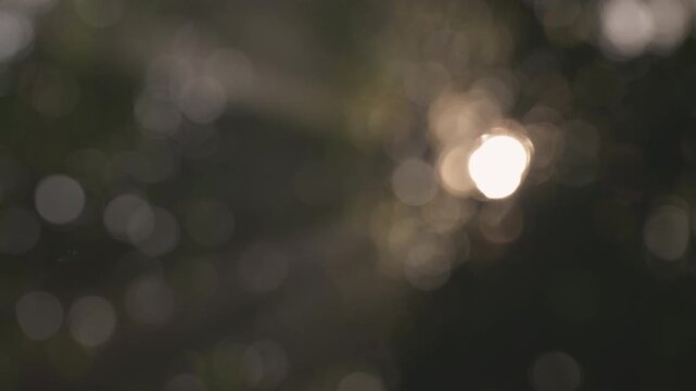 Cinematic rack focus from blurry golden sunlight bokeh to sharp sunstars and light beams filtering through bamboo forest and morning fog, mystical nature background.