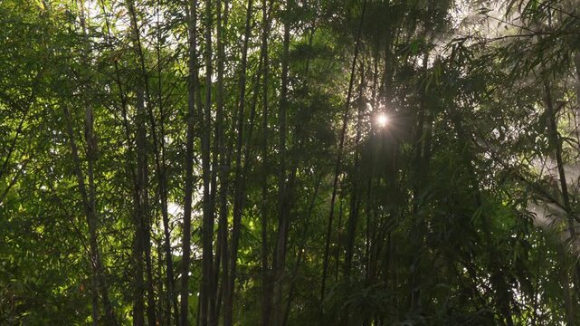 Cinematic slow pan from left to right of a lush bamboo grove in golden morning sunlight, visible light beams and shimmering sunstars filtering through fog and small leaves.