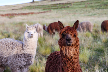 Raising Suri alpacas in high Andean valley pastures for wool fiber production © WILL PHOTOGRAPHY