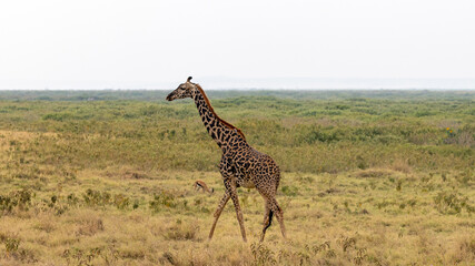 Obraz premium Masai Giraffe in front of Thompsons Gazelle in Amboseli National Park in East Africa Kenya KEN