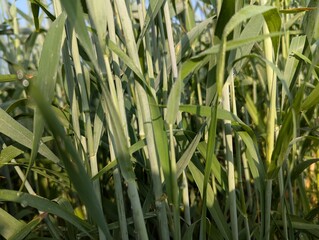 Obraz premium corn field in the morning