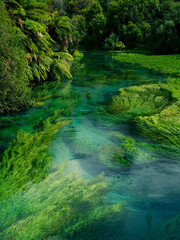 Obraz premium Blue Springs in New Zealand