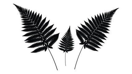 A black and white image of three fern leaves isolated on white background, Vector © JASMIN