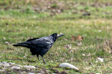 Obraz premium A close-up shot of a black rook (Corvus frugilegus) standing on green grass with some stones in the foreground. The bird is captured in a natural outdoor setting, looking alert.
