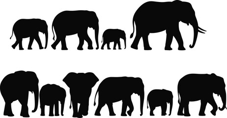 Black silhouette collection of elephant family and herd in various walking poses, African wildlife safari concept isolated on white background © Shoriful
