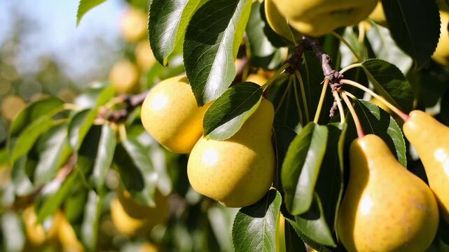Golden pears hanging from branch, gradually ripening among lush green leaves, showcasing agricultural beauty within sunlit orchard landscape during slow motion capture