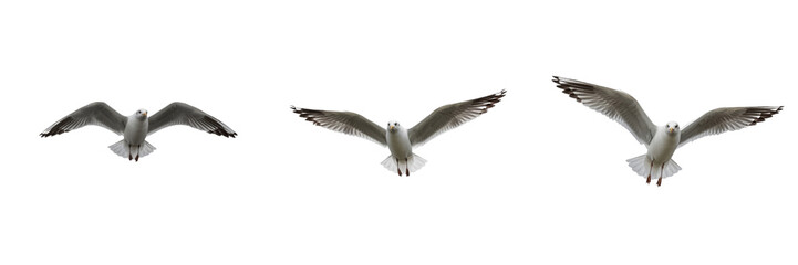 Obraz premium Flying Seagull Isolated on White – Realistic Bird in Flight Wildlife Image