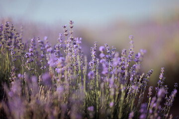 Fototapeta premium Field of Vibrant Purple Lavender Flowers in Soft Sunlight. Sunlit meadow filled with radiant violet lavender blooms under soft rays
