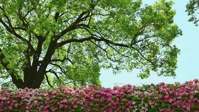 新緑の巨木と咲き誇るツツジの生垣
「生命の息吹が響き合う。青空に映える新緑の力強さと、大地を彩るツツジの華やかさ。」
菊池郡大津町(昭和園)
Giant trees with fresh greenery and a hedge of blooming azaleas