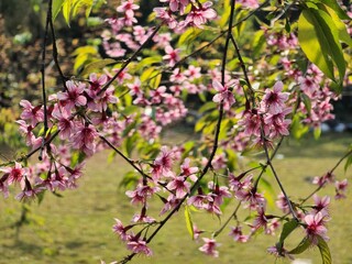 Obraz premium A tree with pink flowers is in a park. The flowers are in full bloom and are very pretty