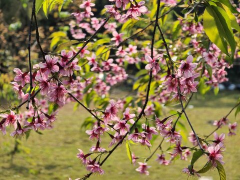 A tree with pink flowers is in a park. The flowers are in full bloom and are very pretty