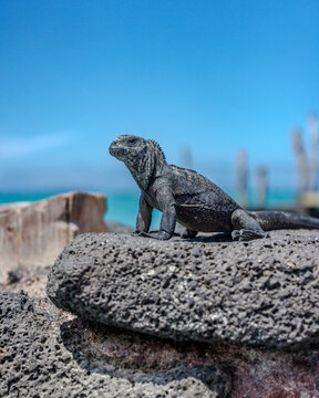 Galapagos baby iguana in the sun
