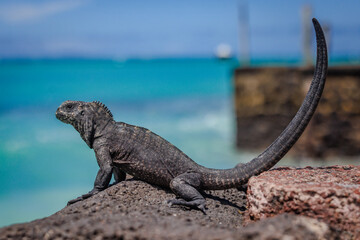 Cute baby iguana in the Galapagos