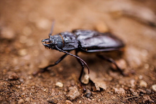 Beetle on the earth soil