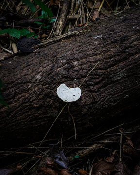 Mushroom growing on fallen tree, the Philippines