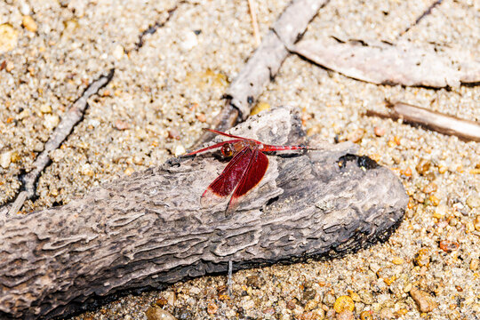 Red dragonfly resting next to pond, the Philippines