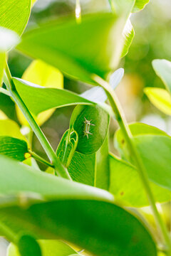 A caterpillar on green leaves, the Philippines