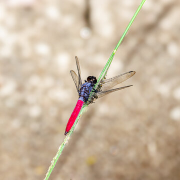 Bright red tail on dragonfly