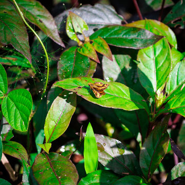 Butterfly on leaf on Philippines jungle