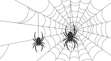 Two black spiders hang from thin silk threads on their intricate webs against a plain white background in a natural setting.