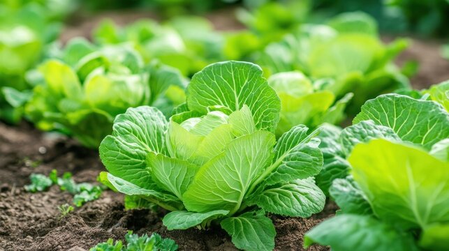 Lush Cabbage Patch: Rows of vibrant green cabbages flourish in rich, dark soil, showcasing the beauty and bounty of nature's harvest. 