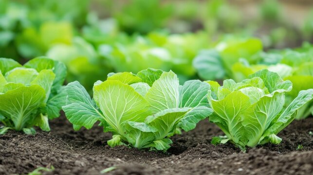 Vibrant Cabbage Patch: A close-up view of fresh cabbages flourishing in fertile soil, highlighting the beauty and bounty of nature's edible creations.