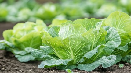 Cabbage Field: A close-up shot of vibrant green cabbages growing in a rich soil, showcasing the beauty of fresh produce and the bounty of the harvest. 