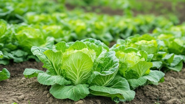 Lush Cabbage Patch: A verdant landscape of vibrant cabbage plants thrives in a fertile field, showcasing nature's bounty and the promise of healthy food.