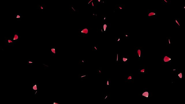 Loopable red rose petals falling animation on black background. Loopout Romantic Rose Petals flying effect for valentine day overlay. 4k video 