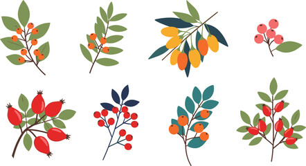 Colorful berry branches and fruit leaves collection isolated on white background botanical vector illustration set © Sumon Creative