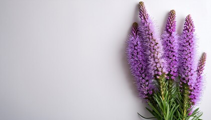 Violet Liatris Flowers On White Background With Copy Space
