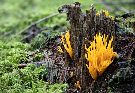Yellow Coral Fungus on Rotting Tree Stump