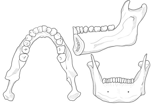 下顎骨　Mandible