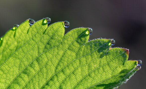 Strawberry Leaf with Water Droplets on Edges