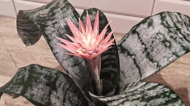 Beautiful pink bromeliad flower with striped leaves, Jelgava Latvia