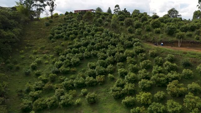 An aerial shot captures lush avocado trees on a hillside, with a vibrant green landscape under a cloudy sky.