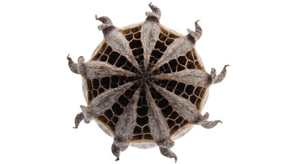 Close-up of a dry seed pod with intricate texture