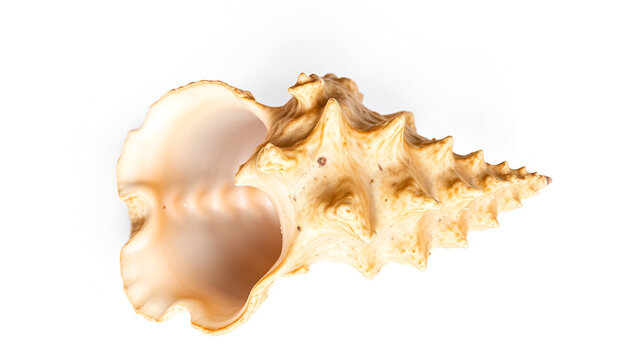 A murex mollusc sea shell  on white background