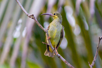 Spectacled Spiderhunter from Sabah Borneo