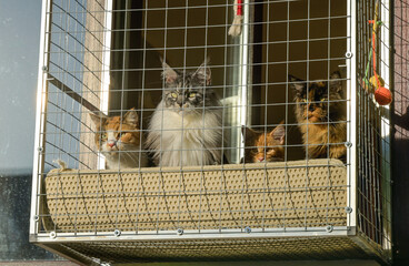 Katzen, Gitter, Balkon, Fenster, Riga, Lettland © Frank