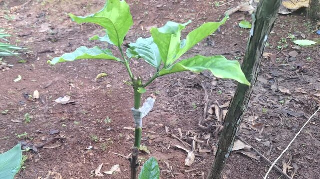 Multiple new shoots emerging from a successful graft on an old coffee trunk. This demonstrates the effectiveness of top-working for improving crop quality.