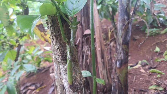A healthy scion growing from the side of a coffee tree trunk. This successful side-grafting technique is used to diversify or improve the tree's fruit production.