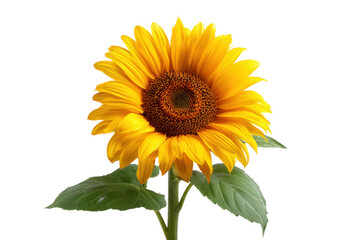 Obraz premium Bright yellow sunflower with green leaves against a solid black background bloom blossom, Isolated On White Background, Png Transparent