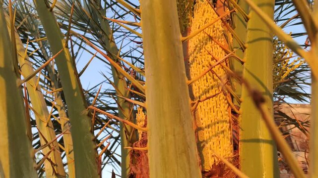 Flowering tree of dates, dates tree blooming flowers
